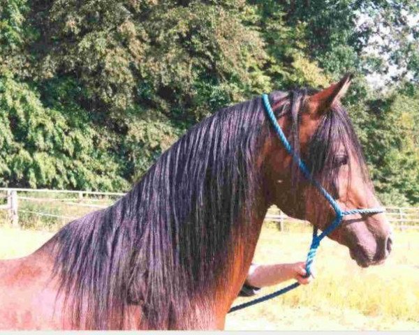 horse SHAH IBN WAHANA ox (Arabian thoroughbred, 1988, from Plakat ox)