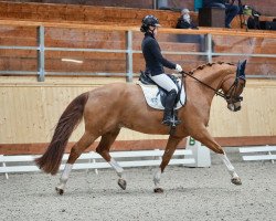 dressage horse Don Felice 5 (Hanoverian, 2012, from Don Frederico)