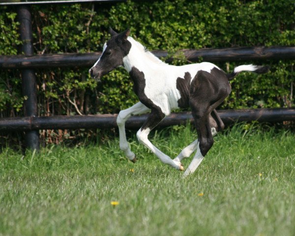 Dressurpferd Tadita (Trakehner, 2021, von Camaro)