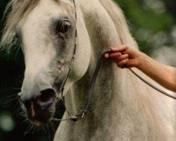 horse Mandur ox (Arabian thoroughbred, 1995, from Maysoun 1985 ox)