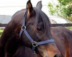 stallion El Thay Tamerlanx ox (Arabian thoroughbred, 1992, from El Thay Mansour EAO)