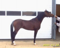 horse Ajm Bahari ox (Arabian thoroughbred, 1997, from FS Bengali ox)