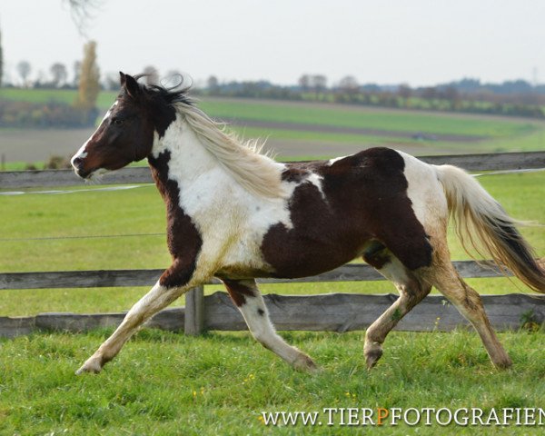 horse Acambaro (Lewitzer, 2010, from Acamani)