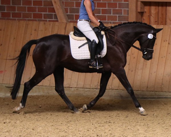 broodmare Trollblume (Trakehner, 2016, from Scaglietti)