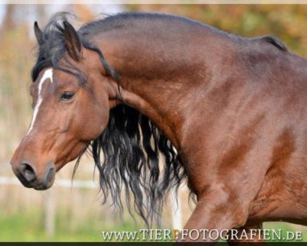 dressage horse WhyNot Just a Boy (Kleines Deutsches Pony, 2007, from Callenbergs Just in Time)