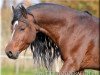 dressage horse WhyNot Just a Boy (Kleines Deutsches Pony, 2007, from Callenbergs Just in Time)