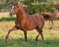 horse Jalin Bey ox (Arabian thoroughbred, 2005, from Bey Shy ox)