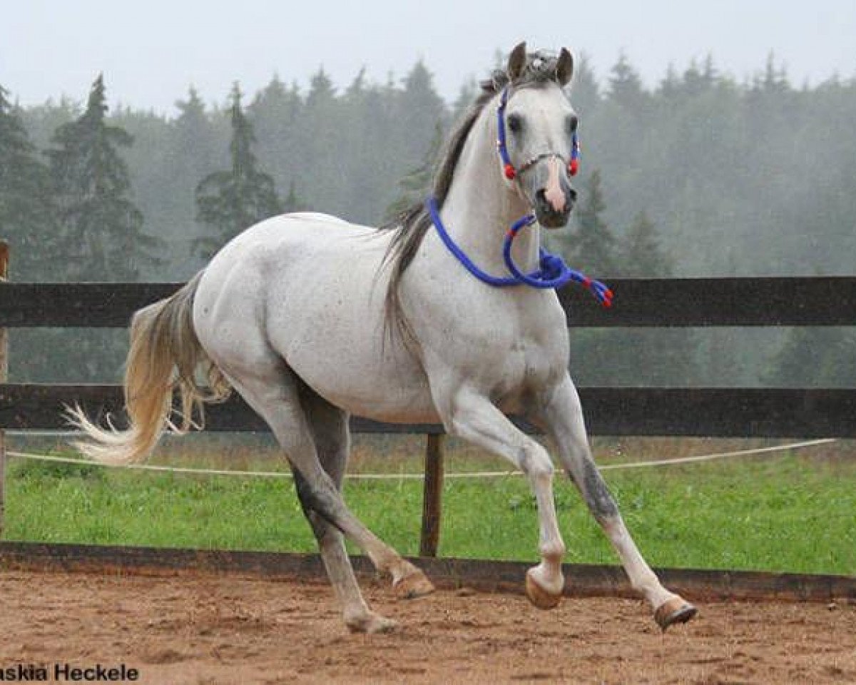 stallion Pege Star ox (Arabian purebred, 1998, from Ege ox)