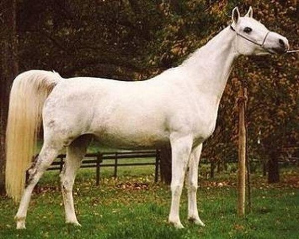 broodmare Ora 1978 ox (Arabian thoroughbred, 1978, from Ibn Shaker I 1973 ox)