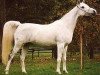 broodmare Ora 1978 ox (Arabian thoroughbred, 1978, from Ibn Shaker I 1973 ox)