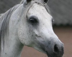 broodmare Orayana ox (Arabian thoroughbred, 1993, from Maysoun 1985 ox)