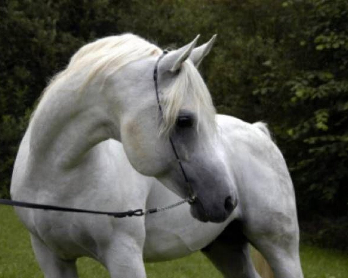 stallion Al Najma Ovid ox (Arabian purebred, 1997, from Ansata Sinan ox)