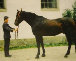 Deckhengst Lansjer (Schlesier, 1986, von Centimo 1409)