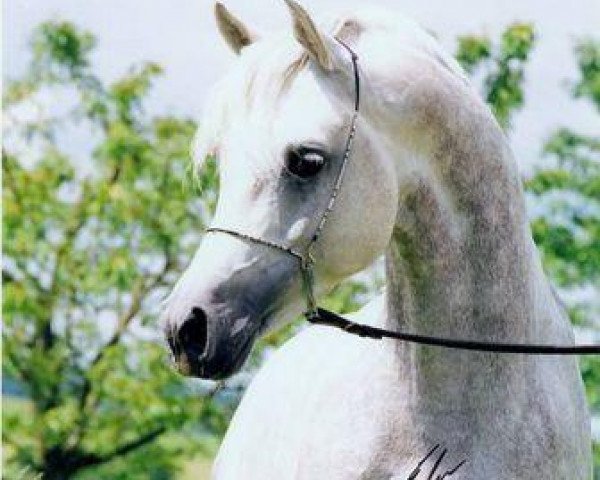 stallion Mahmudi EAO (Arabian thoroughbred, 2000, from Maysoun 1985 ox)