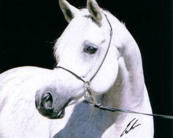 stallion Madin Ibn Sinan EAO (Arabian thoroughbred, 1999, from Ansata Sinan ox)