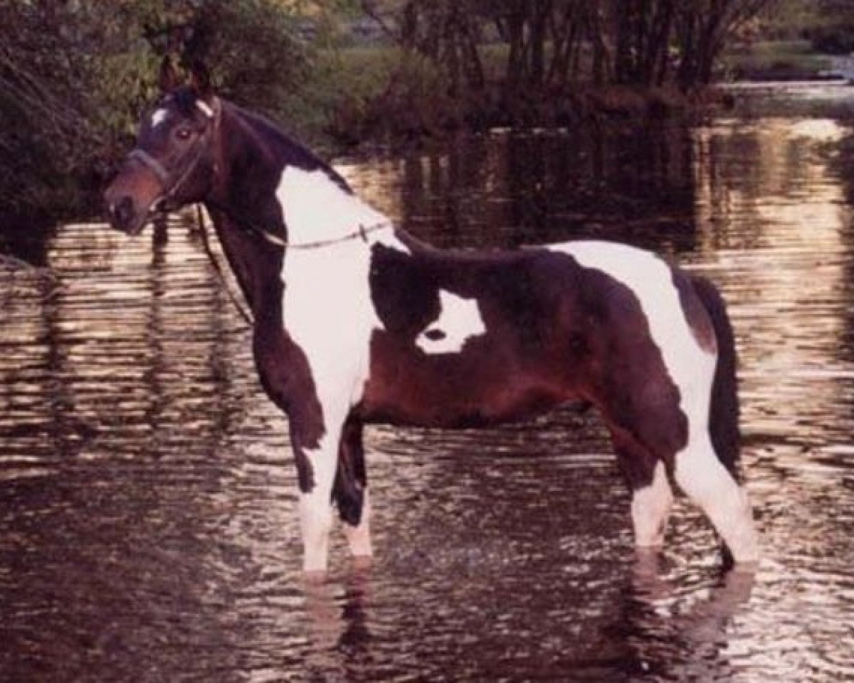Deckhengst Colorado (Pinto/Hunter, 1983, von Karczew)