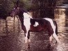 stallion Colorado (Pinto / Hunter, 1983, from Karczew)