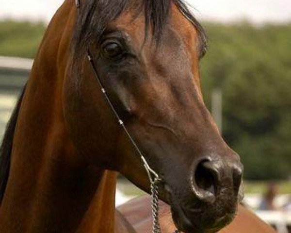 stallion Kamerton (Arabian thoroughbred, 1999, from Mat ox)