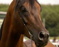 stallion Kamerton (Arabian thoroughbred, 1999, from Mat ox)