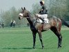 stallion Elegant Air xx (Thoroughbred, 1981, from Shirley Heights xx)