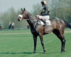 stallion Elegant Air xx (Thoroughbred, 1981, from Shirley Heights xx)