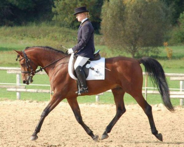 stallion Cerasus Nurashaan EAO (Arabian thoroughbred, 2001, from Orashaan EAO)