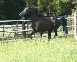 stallion Riad El Highlight ox (Arabian thoroughbred, 2002, from Fakt ox)