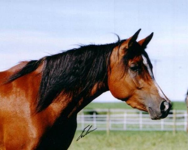 Deckhengst Najiy ox (Vollblutaraber, 1992, von Mak El Ahmar EAO)