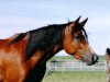 stallion Najiy ox (Arabian thoroughbred, 1992, from Mak El Ahmar EAO)