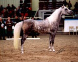 horse Attalah II ox (Arabian thoroughbred, 1997, from KP Nameedx ox)