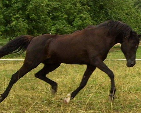 stallion Ghorab EAO (Arabian thoroughbred, 1986, from Gharib 1965 EAO)