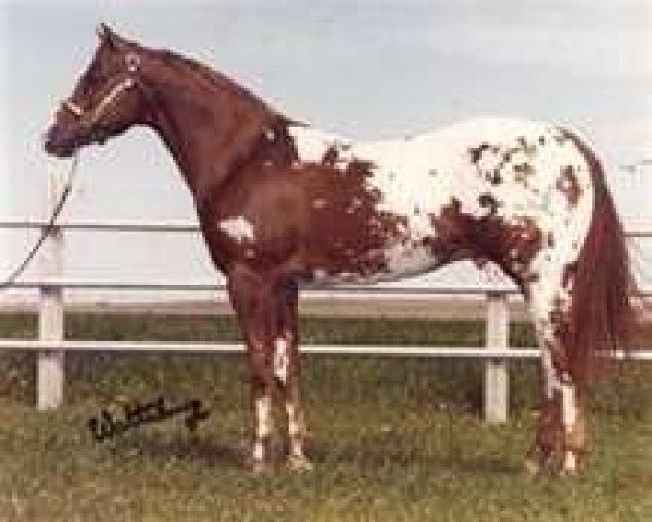 stallion Rock Star (Appaloosa, 1980, from Skipa Star)