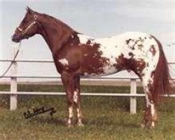 stallion Rock Star (Appaloosa, 1980, from Skipa Star)