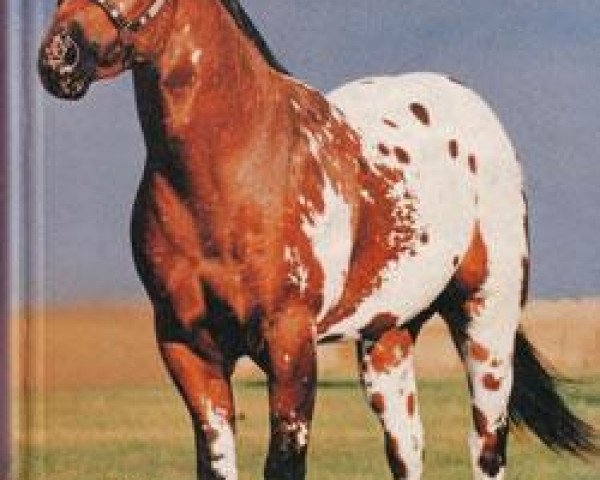 stallion Skipa Rock (Appaloosa, 1986, from Rock Star)