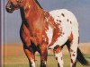 stallion Skipa Rock (Appaloosa, 1986, from Rock Star)