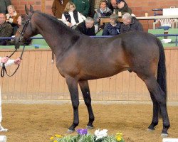 Pferd Baloubet AA (Anglo-Araber, 2002, von Bouquet AA)