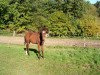 dressage horse Leon 497 (Hessian Warmblood, 2003, from Latouro)