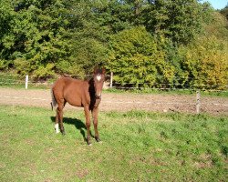 dressage horse Leon 497 (Hessian Warmblood, 2003, from Latouro)