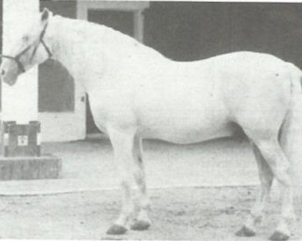 stallion Hacendoso IV (Pura Raza Espanola (PRE), 1955, from Bilbaino III)