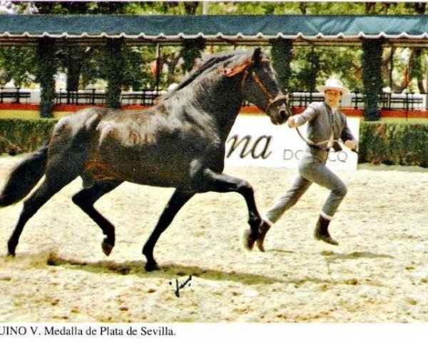 Deckhengst Beduino V (Pura Raza Espanola (PRE), 1983, von Nadal II)