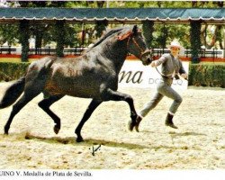 stallion Beduino V (Pura Raza Espanola (PRE), 1983, from Nadal II)