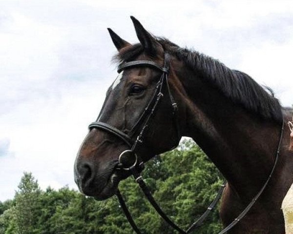 Pferd Rhodos (Hessisches Warmblut, 2003, von Moosbends Ricardos)