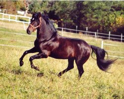 stallion Ruidoso (Andalusier, 1988, from Beduino V)