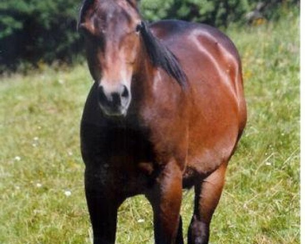 stallion Be Shadow Jack (Quarter Horse, 2003, from Bart Dun It)
