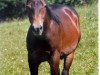 Deckhengst Be Shadow Jack (Quarter Horse, 2003, von Bart Dun It)