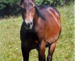 Deckhengst Be Shadow Jack (Quarter Horse, 2003, von Bart Dun It)