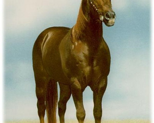 stallion Mach Tari (Quarter Horse, 1993, from Doc Tari)