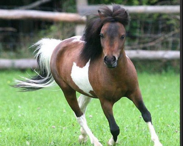 Pferd ERL Spectacular (American Miniature Horse, 2004, von WF Pattons Spectacular Bey)