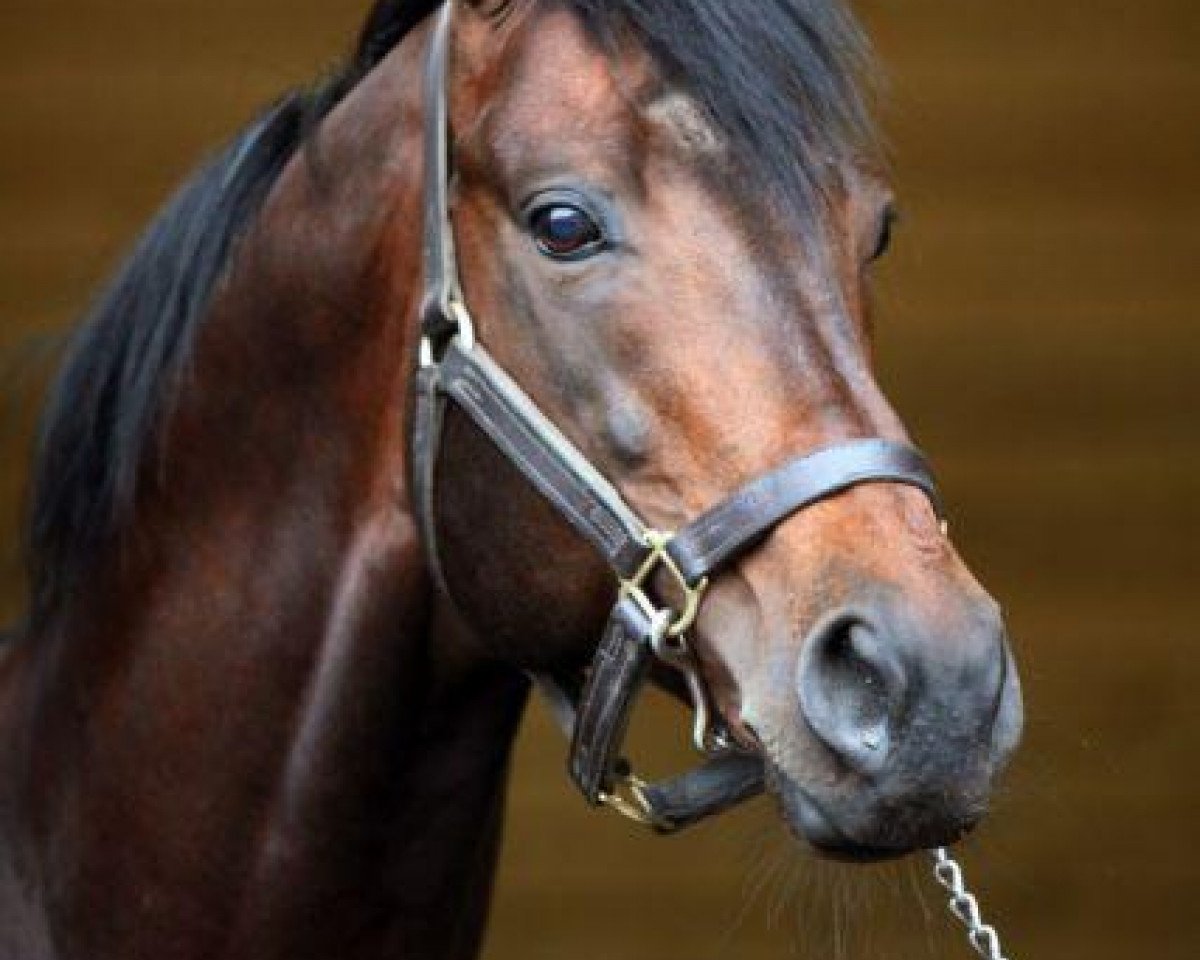 stallion Desert Prince xx (Thoroughbred, 1995, from Green Desert xx)