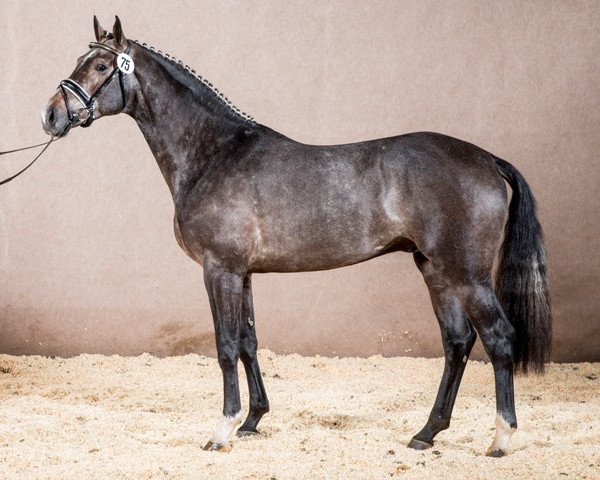 stallion Limbach 3 (Oldenburg, 2011, from Levisonn 208 FIN)
